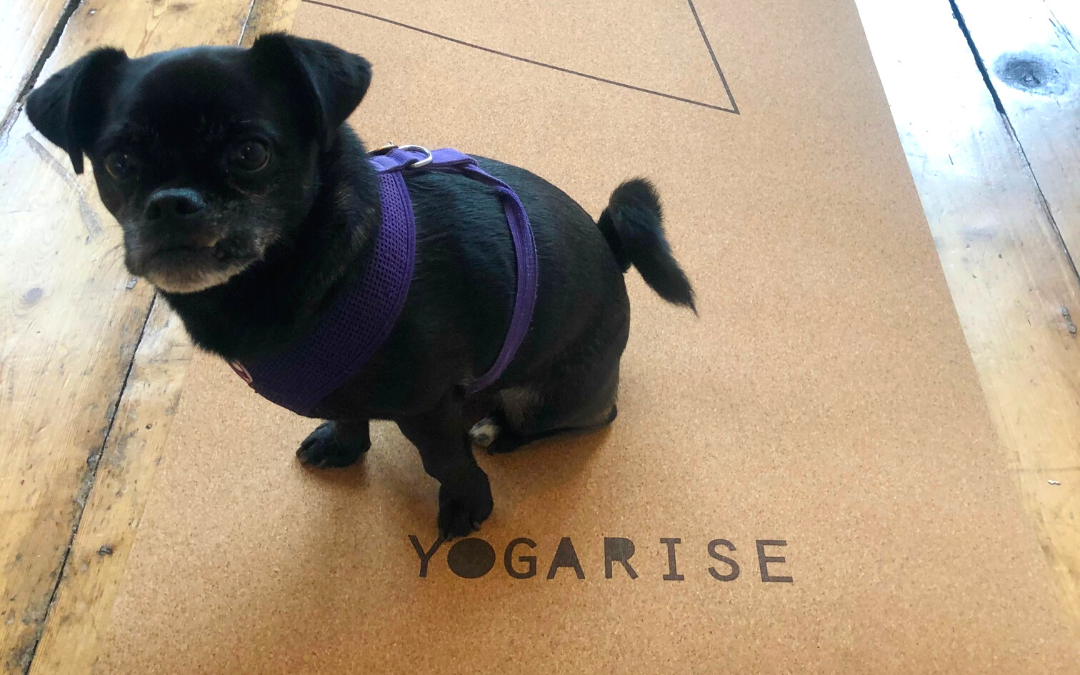 Yogarise Cork Yoga Mat! Get yours!