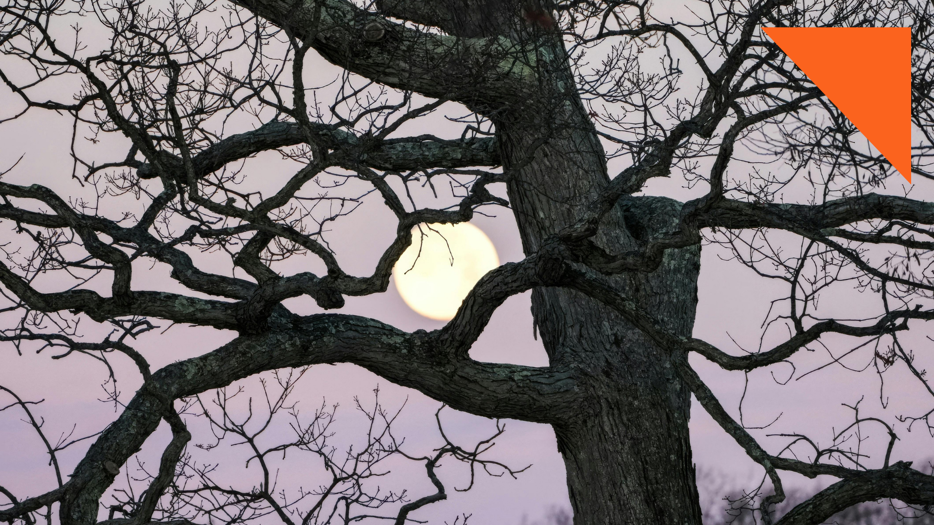 Full moon through bare tree branches